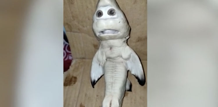 Bizarre baby shark with a 'human face' baffles fisherman