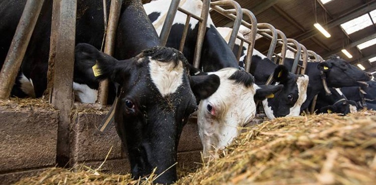 Green Corporate Livestock Initiative drives agricultural transformation in Pakistan under SIFC