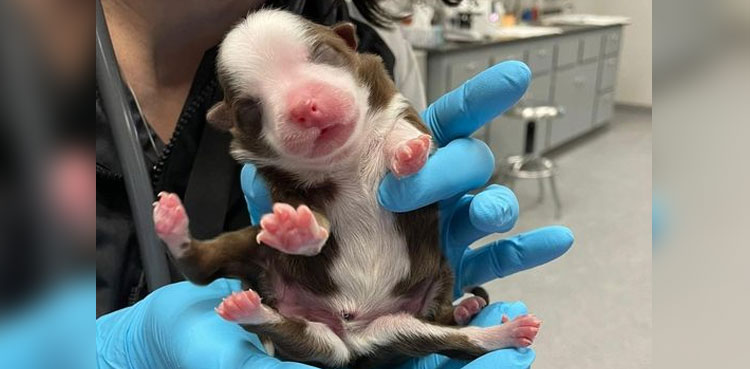 Puppy born with six legs beats the odds to survive