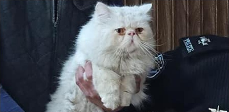 Peshawar TikToker cat recovered after it was stolen, sold in market