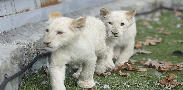Two white lion cubs die at Lahore zoo