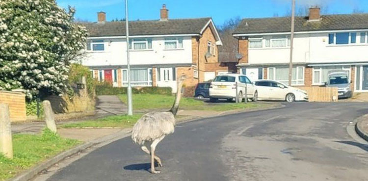 Rhea birds running wild in housing estate