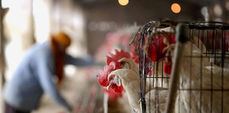 Gang arrested for selling dead chicken in Sahiwal