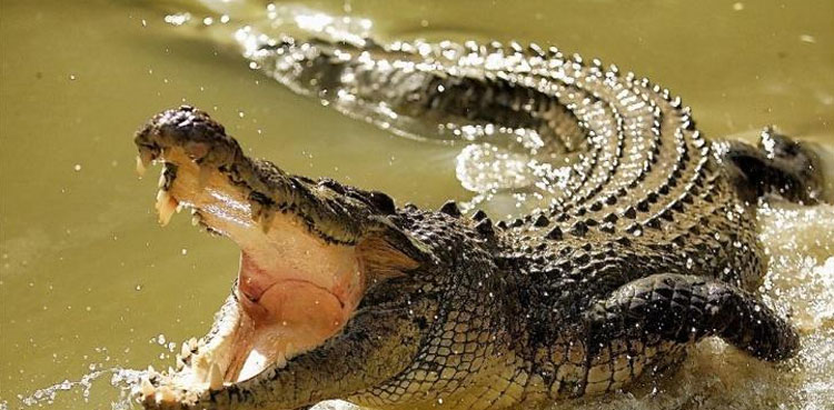 South African police hunt for man-eating crocodiles after farm escape