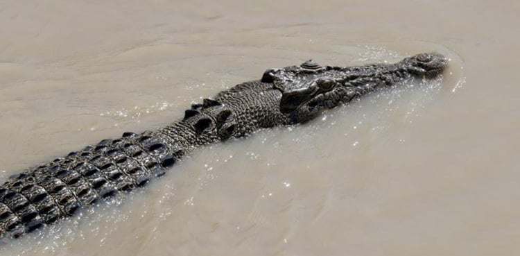 Sukkur: Crocodile eats alive four-year-old girl at Nara canal