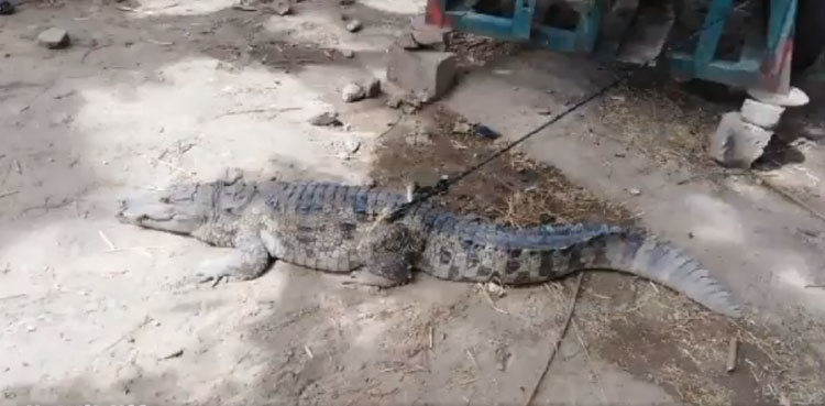 Video: 'Marsh crocodile' spotted in Sindh village