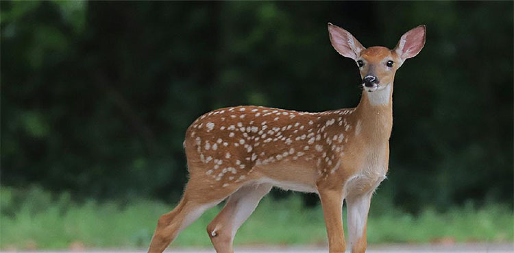 Six wildlife officers suspended over illegal deer hunting