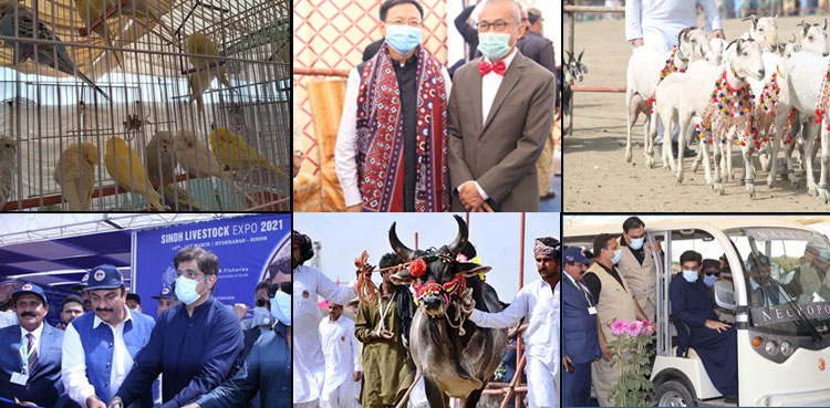 In pictures: People throng Sindh Livestock Expo 2021 in Hyderabad