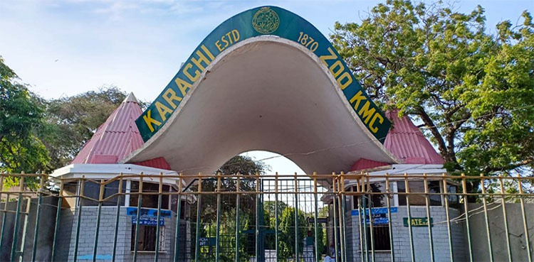 KMC removes senior director Karachi Zoo after death of rare white lion