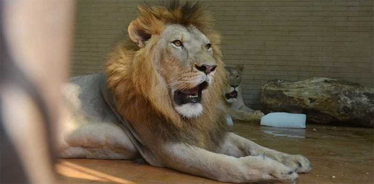 Lion pair in Lahore Zoo to be euthanized over health issues, decides admin