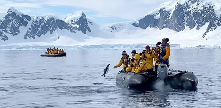 WATCH: Penguin escapes pod of killer whales by jumping into tourist boat