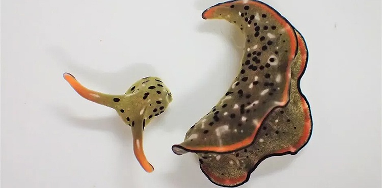 WATCH: Sea slug loses head to rid body of parasites!