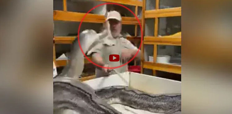 Massive snake attacks zookeeper, video goes viral