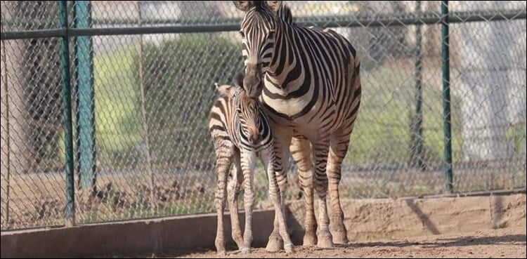 Peshawar zoo welcomes second baby Zebra in a month