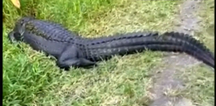 WATCH: Giant alligators block cyclist's path