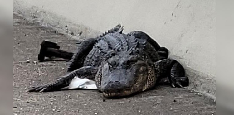 Eight-foot long alligator blocks traffic on Texas bridge
