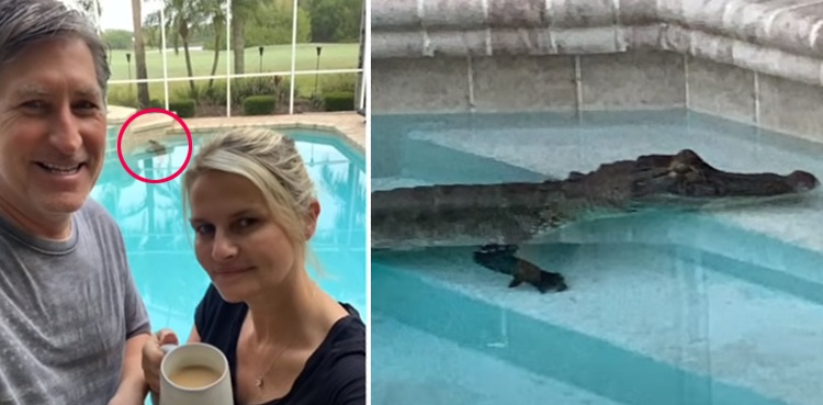 Massive alligator patrols couple's lanai, swims in backyard pool