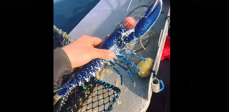 Fisherman catches rare '1 in 2mn' blue lobster