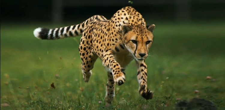 Three booked over killing leopard in Abbottabad