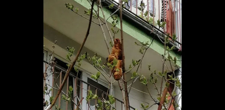 Woman spots 'headless creature' lurking on tree