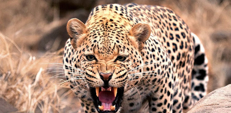 Leopard on loose sparks fear in Abbottabad town