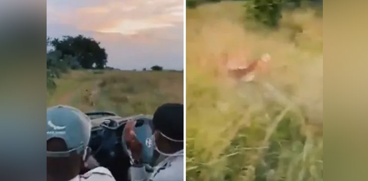 Spine-chilling moment lion ambushes its prey in front of tourists, video goes viral