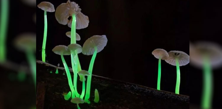 Scientists discover rare glowing mushrooms
