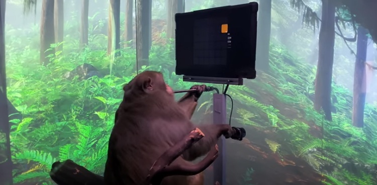 Video shows monkey playing Pong with its brain-computer technology