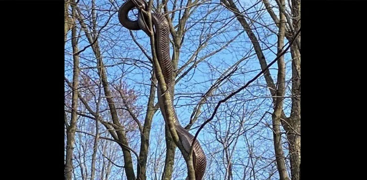 Massive snake spotted slithering through tree in public park