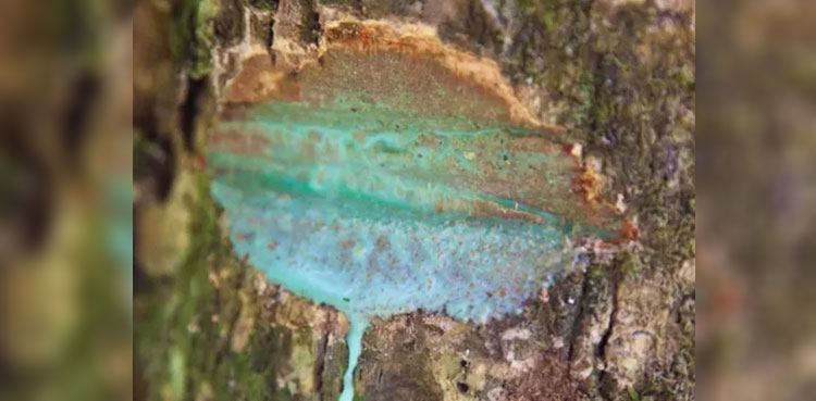 This tree bleeds toxic metal