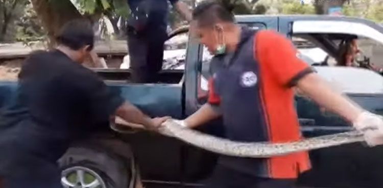 WATCH: Huge python slithers into truck's fuel tank
