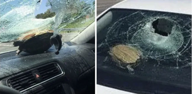 Turtle crashes through windshield of car, hits woman in head