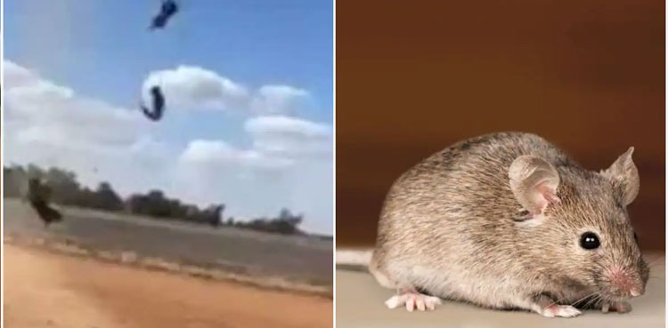 VIDEO: Australia faces worst mouse plague — Rats 'raining' from the sky