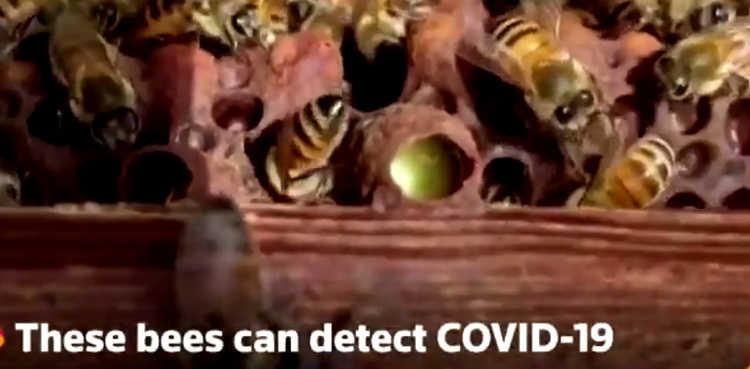 WATCH: Bees trained to detect COVID-19 infections