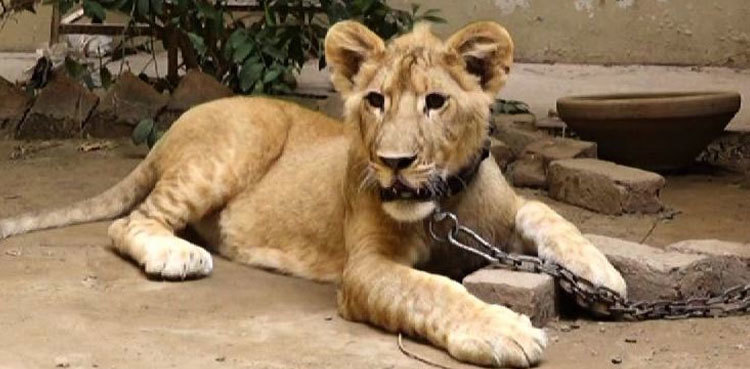 LHC seeks govt reply on petition against possession of lions