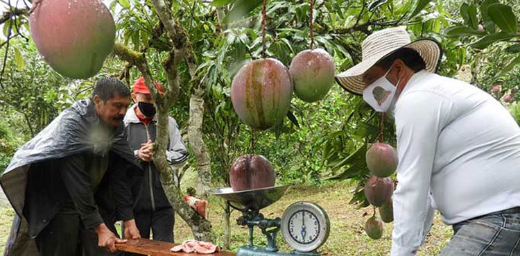 World's heaviest mango makes it to Guinness record
