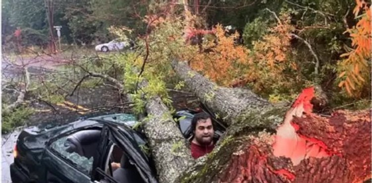 Driver narrowly escapes as tree crashes into car struck by lightning