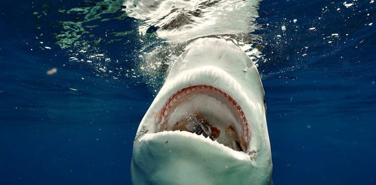 How do you help someone with their leg bitten off by a shark?