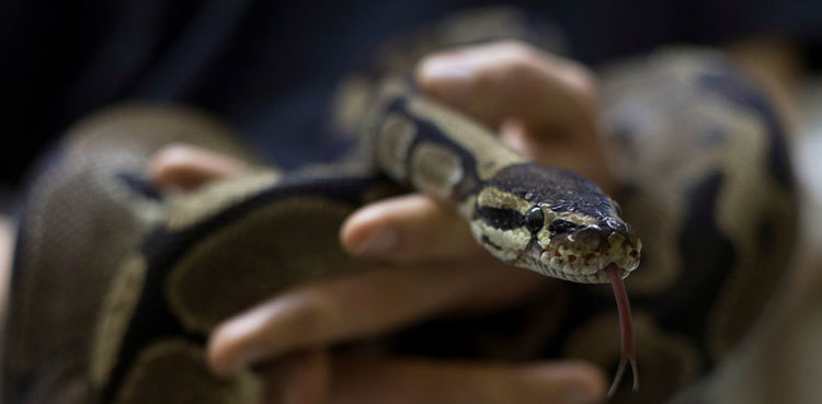 Resident left terrified after receiving note about missing snakes in building