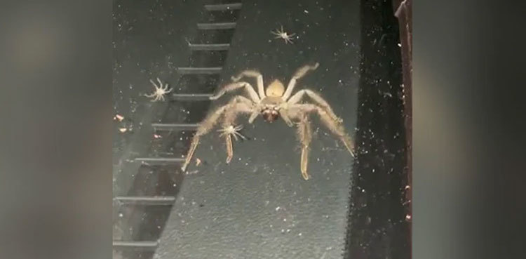 Horrific video: Huntsman spider and her babies take over car