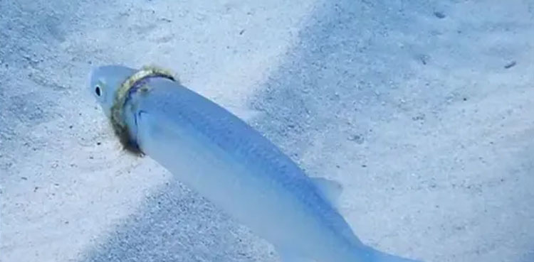 Groom's $1000 wedding band found around the neck of a fish