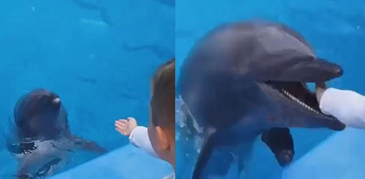 WATCH: Dolphin bites young boy's hand after mistaking it for food