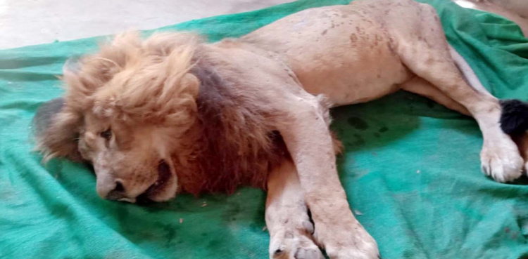 Another Karachi Zoo lion dies of 'old age'