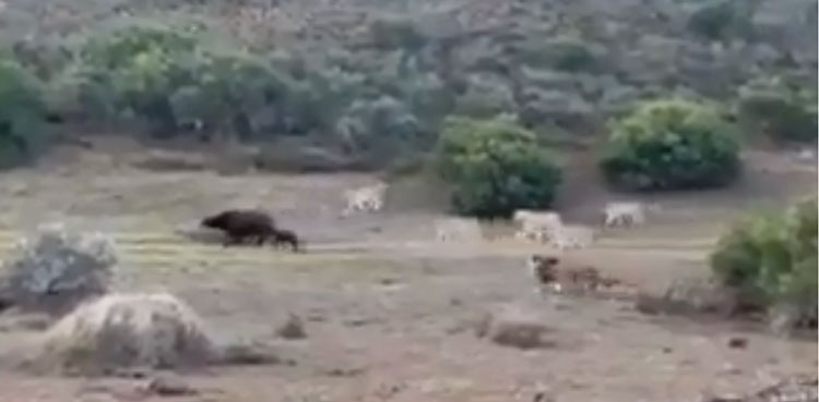 WATCH: Mother buffalo single-handedly fights off lions to save her calf