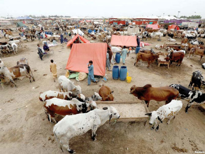 Sacrificial animals begin arriving at Karachi cattle market