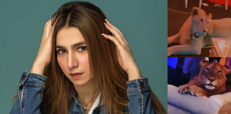 Pakistani influencer slammed for using sedated lion as a prop