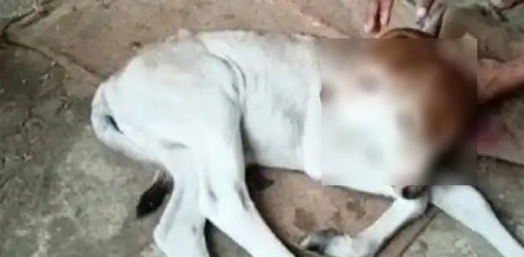 Mutant calf born with two heads, see pictures
