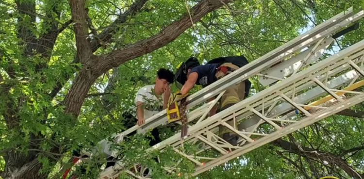 WATCH: Man gets stuck on huge tree while rescuing cat