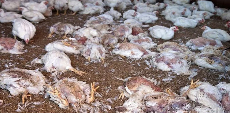 Truck loaded with dead chickens seized by police in Okara