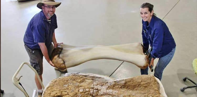 New dinosaur species discovered in Australia, one of world's biggest